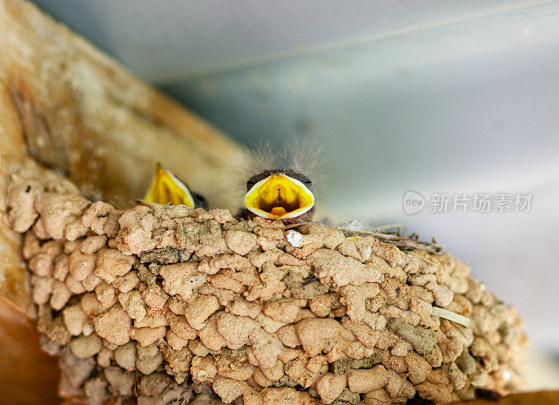 岩马丁(Ptyonoprogne fuligula)雏鸟在粘土巢乞求食物